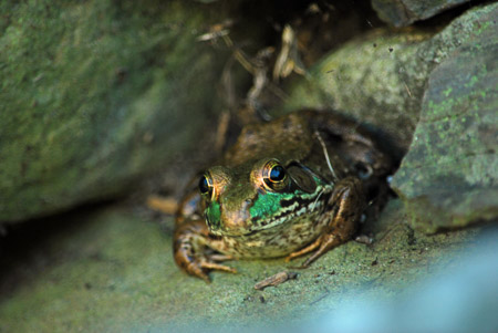 2016 moyer,c-Frog on Waterfall Rock