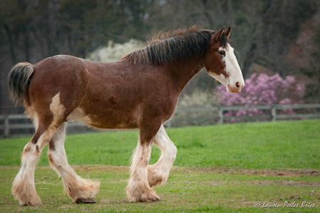 LBrice-10 Clydesdale