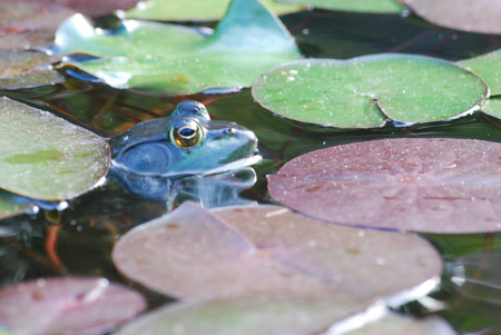 c-moyer 02_Frog Among Lilly Pads_ed