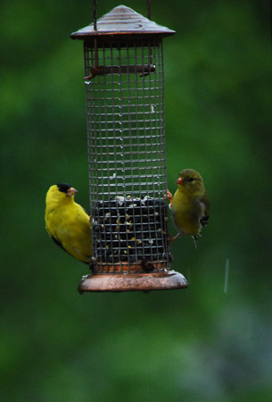 c-moyer 03_2016_Yellow Finches Sparring
